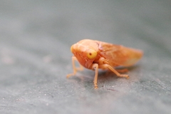 Tremulicerus fulgidus