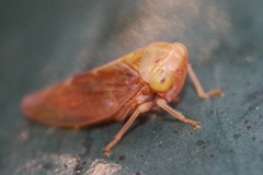 Tremulicerus fulgidus