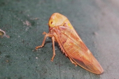 Tremulicerus fulgidus