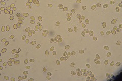 Meottomyces dissimulans