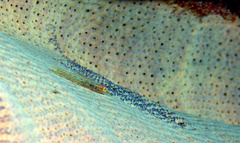 Pleurosicya elongata