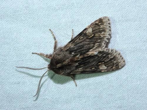 Brachionycha nubeculosa