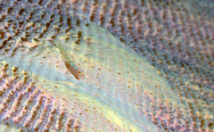 Pleurosicya elongata