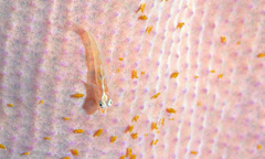 Pleurosicya elongata