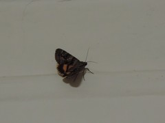 Catocala nymphagoga