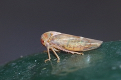 Tremulicerus fulgidus