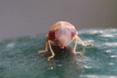 Tremulicerus fulgidus