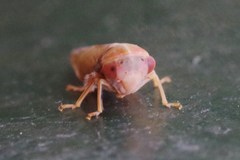 Tremulicerus fulgidus