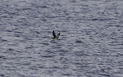 Puffinus lherminieri