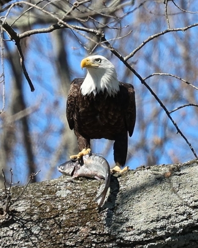 iNaturalist observation 2026-03-09