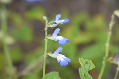 Salvia rypara