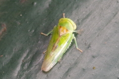 Viridicerus ustulatus