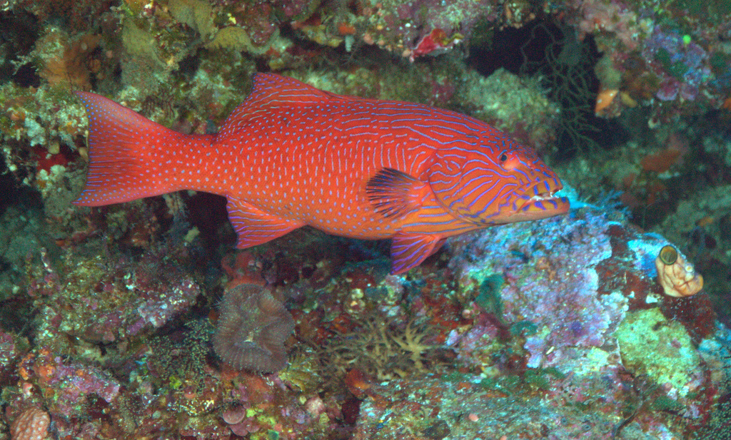 Highfin coral trout (Plectropomus oligacanthus) — Serranidae