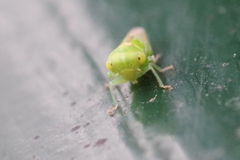 Viridicerus ustulatus