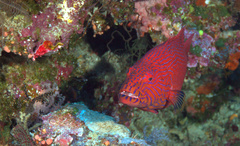 Plectropomus oligacanthus