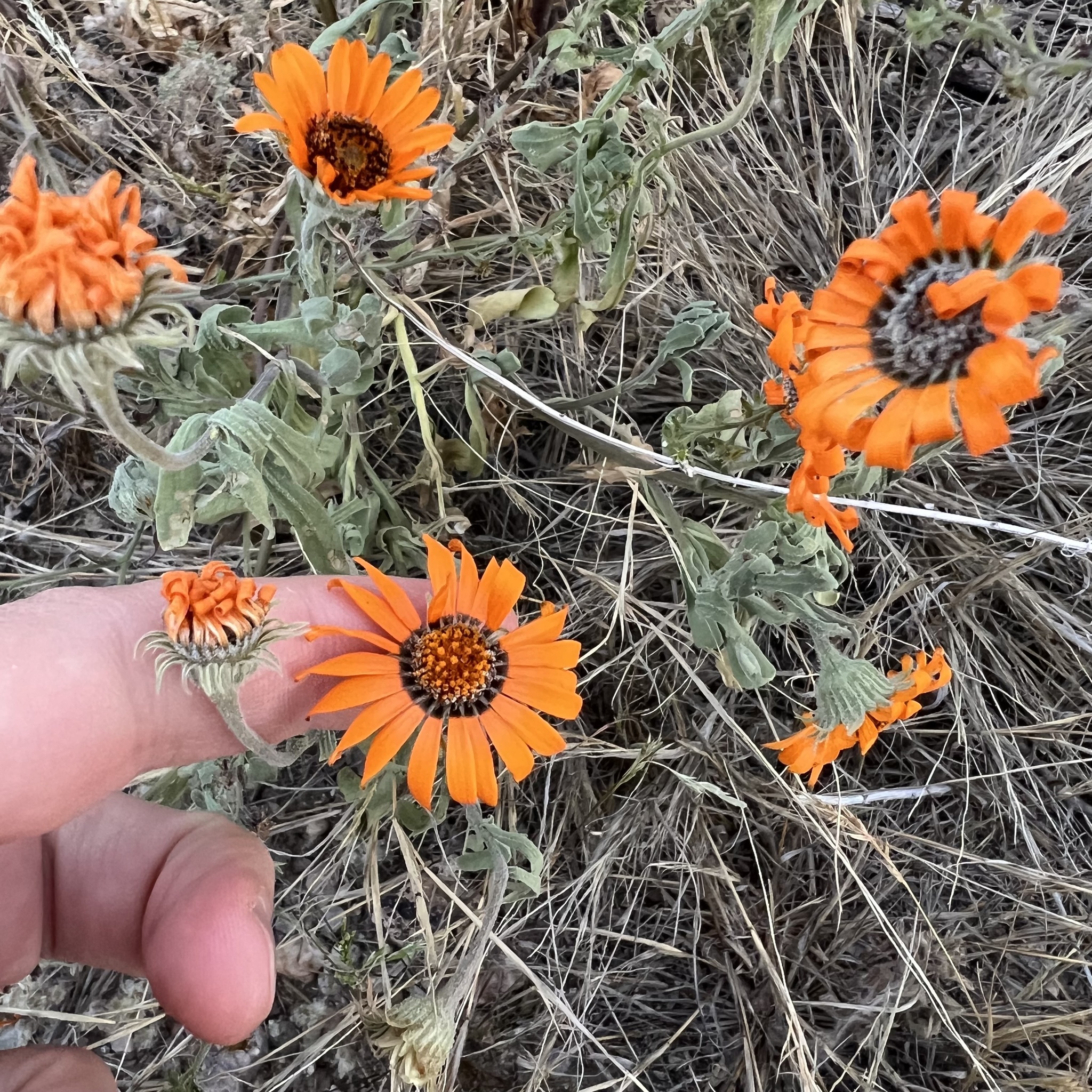 Glandular Cape Marigold (Dimorphotheca sinuata)