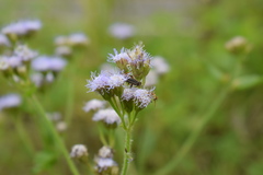 Praxelinae