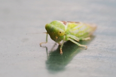 Viridicerus ustulatus