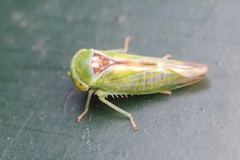 Viridicerus ustulatus