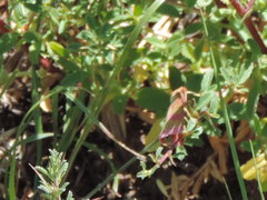 Rhodostrophia calabra