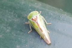 Viridicerus ustulatus