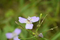 Ennealophus euryandrus euryandrus