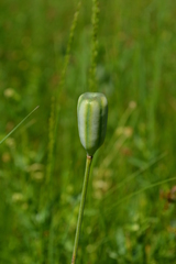 Fritillaria meleagroides
