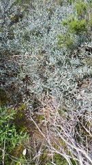 Acacia redolens