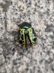 Calligrapha fulvipes