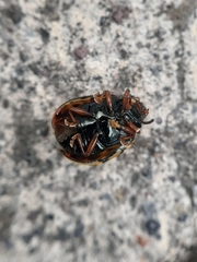 Calligrapha fulvipes