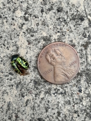 Calligrapha fulvipes