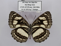 Neptis nigra