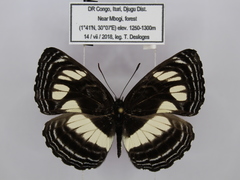 Neptis nigra