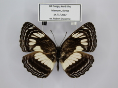 Neptis nigra