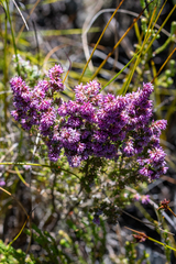 Erica williamsiorum