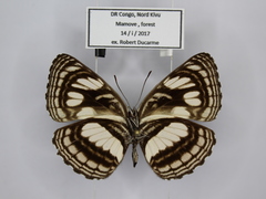 Neptis nigra