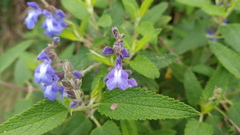 Salvia calolophos