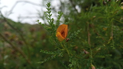 Salvia calolophos