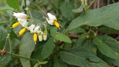 Salvia calolophos