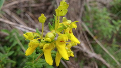 Calceolaria teucrioides