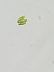 Scenedesmaceae