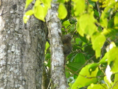 Cebuella pygmaea
