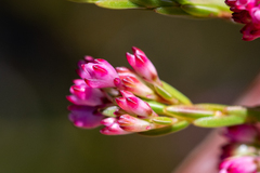 Erica rhopalantha
