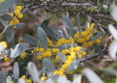 Acacia redolens