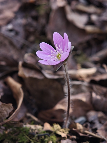 Asian liverleaf