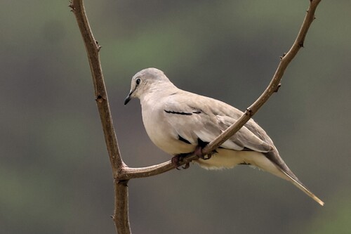 Picuí Ground Dove