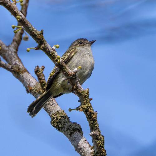 Mistletoe Tyrannulet (Zimmerius parvus), photo 9