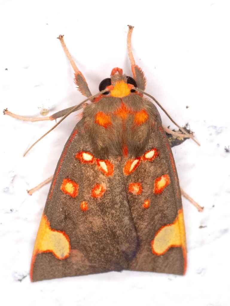 Melese costimacula