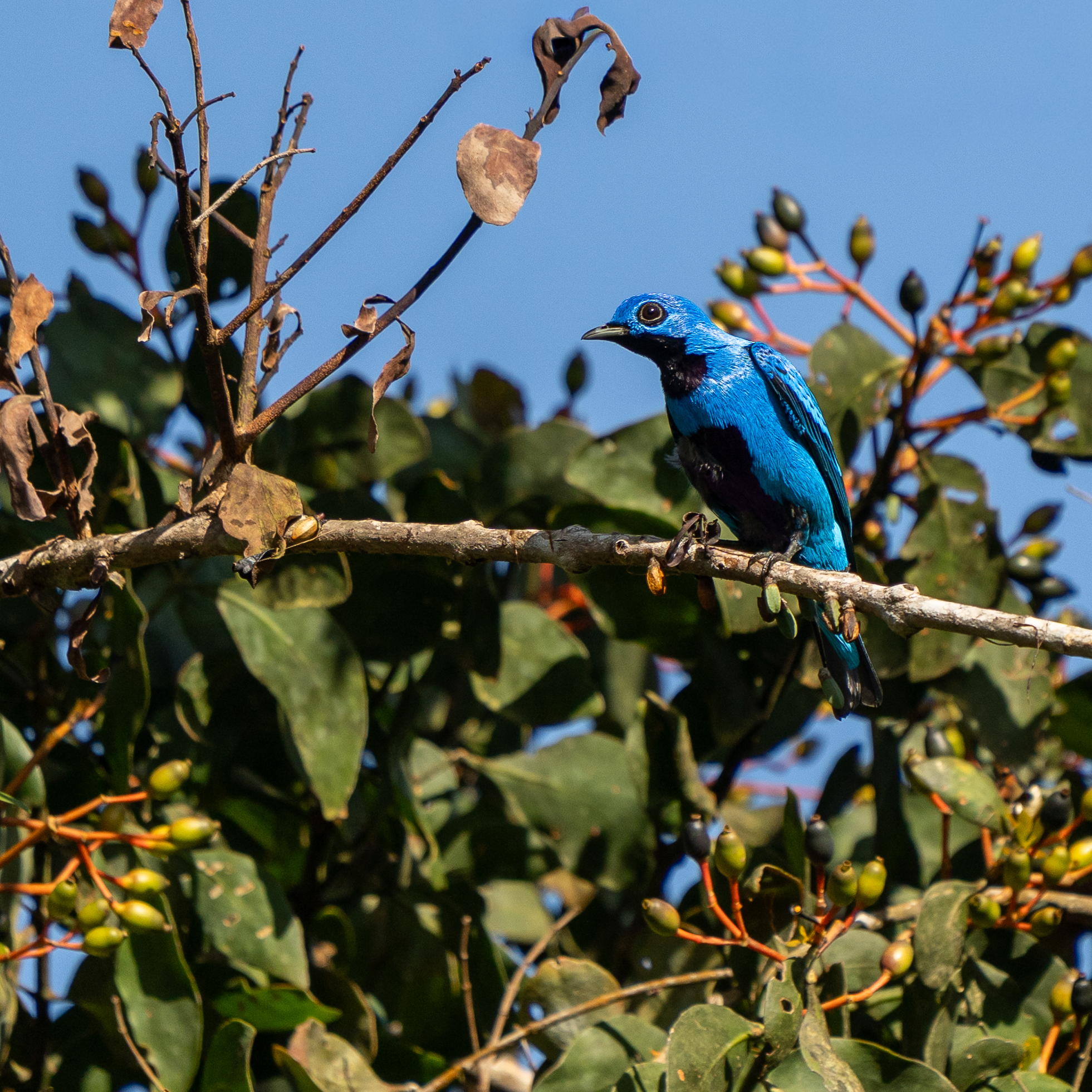 Blue Cotinga (Cotinga nattererii), photo 4