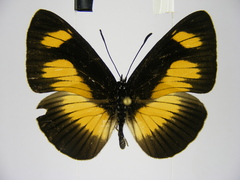 Neptis ochracea ochreata